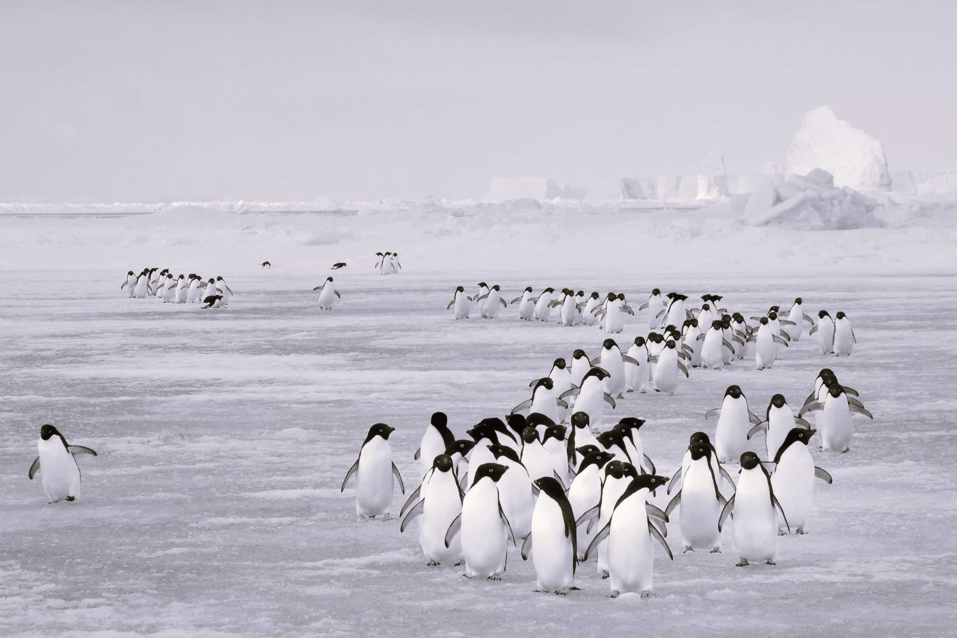 Precious penguin facts that will melt your heart