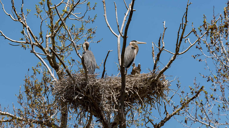 Discover 21 White Birds In Florida