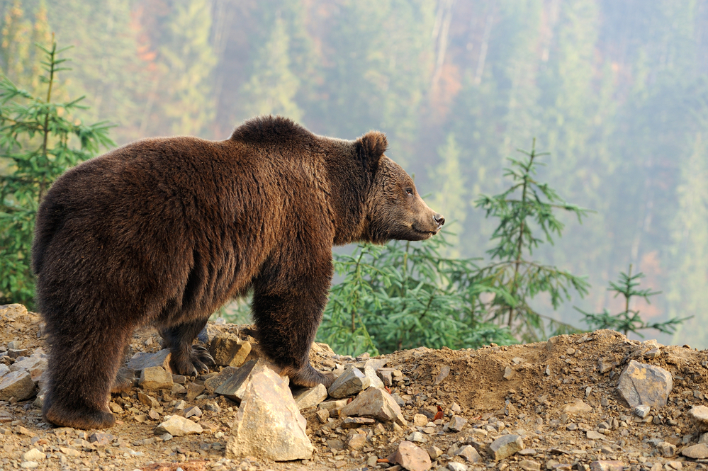Big bear in the forest. Image by VolodymyrBur via Depositphotos