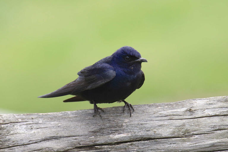 If you’ve been out birdwatching and spotted a black bird with a blue head, you might be scratching your head, ... Read more