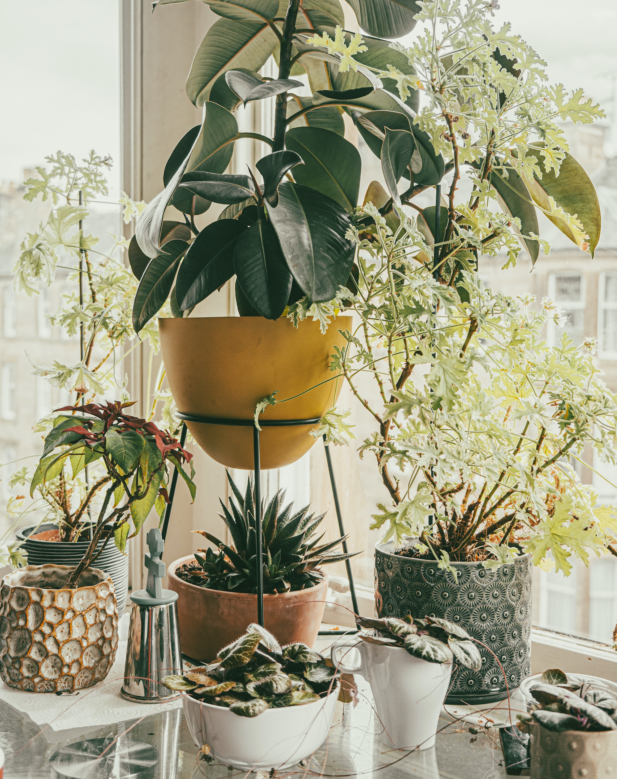 How To Get Rid Of Gnats In Houseplants And Keep The Pests Away   BB1hxT44.img