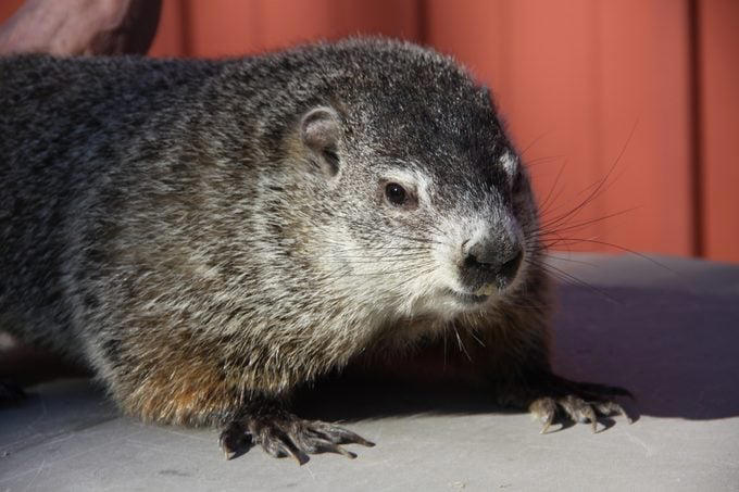 10 Famous Groundhogs Besides Punxsutawney Phil