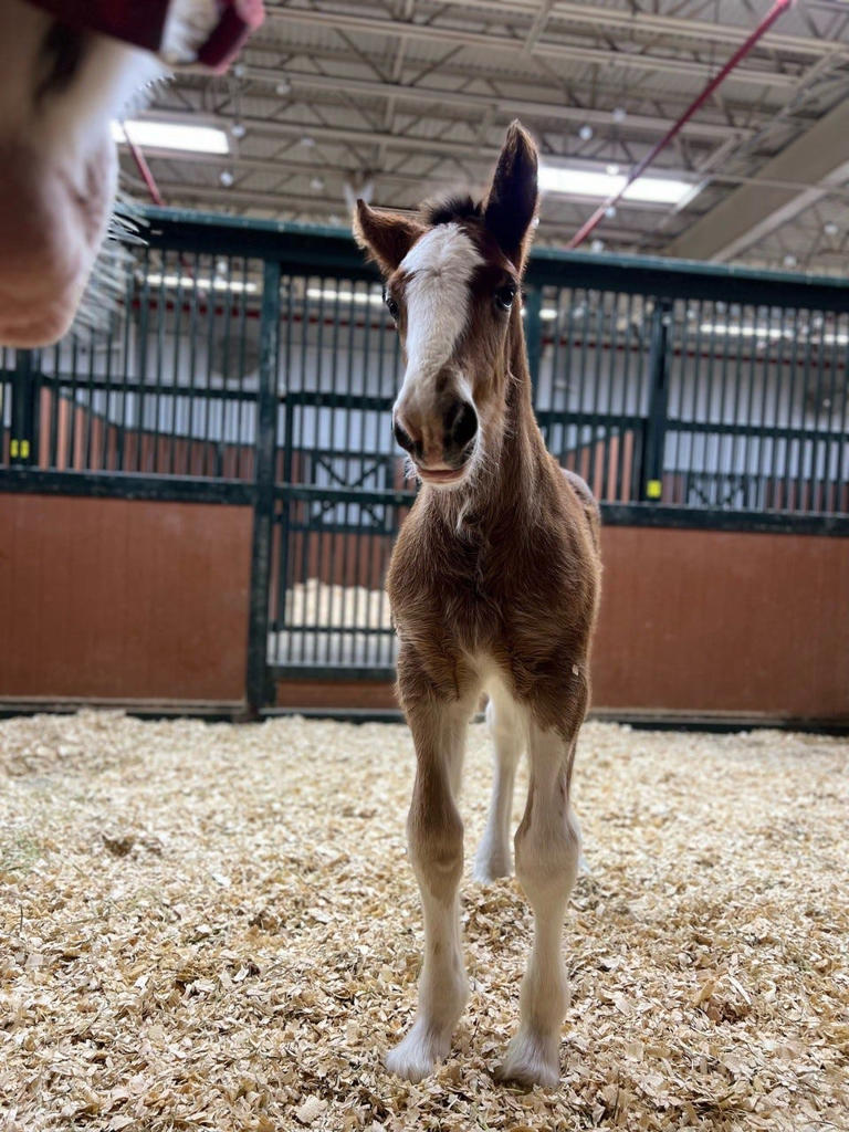 Clydesdale foal joins the fold ahead of iconic horses' Budweiser Super Bowl commercial return