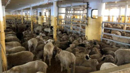 Αυστραλία: Τέλος η περιπέτεια για τα χιλιάδες πρόβατα που έπλεαν μεσοπέλαγα για σχεδόν έναν μήνα (βίντεο)