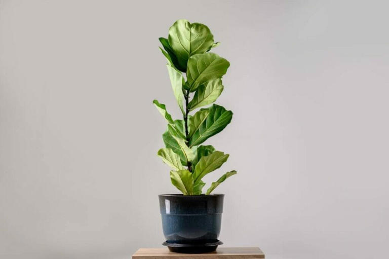 Fiddle Leaf Fig Growth Expectations Indoors