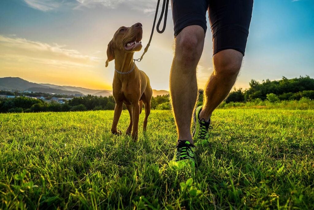 <p>Running with your dog can be enjoyable and beneficial for you and your canine companion. Here are some helpful tips and guidelines to get you started.<br><strong>Read Here: <a href="https://xoxobella.com/running-with-your-dog/" rel="noreferrer noopener">Guide to Running with Your Dog: Helpful Tips for Beginners</a></strong></p><p>The article was inspired by <a href="https://www.reddit.com/r/dogs/comments/121z0cq/breed_questionnaire_dog_best_suited_for_a_couple/" rel="noreferrer noopener">Reddit</a> and doesn’t reflect the views of xoxoBella.</p><p><strong>More from xoxoBella:</strong></p><ul> <li><a href="https://xoxobella.com/low-maintenance-dog-breeds/">7 Low Mainenance Dog Breeds as Puppies</a></li> <li><a href="https://xoxobella.com/dramatic-dog-breeds/">10 of the Most Dramatic Dog Breeds</a></li> </ul>