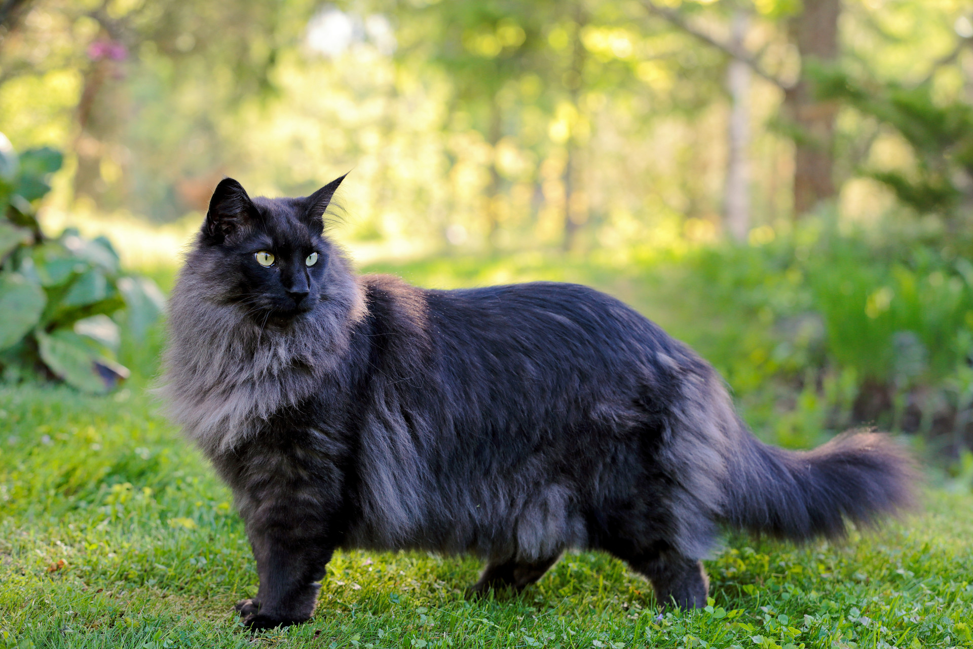 The world's most expensive cat breeds