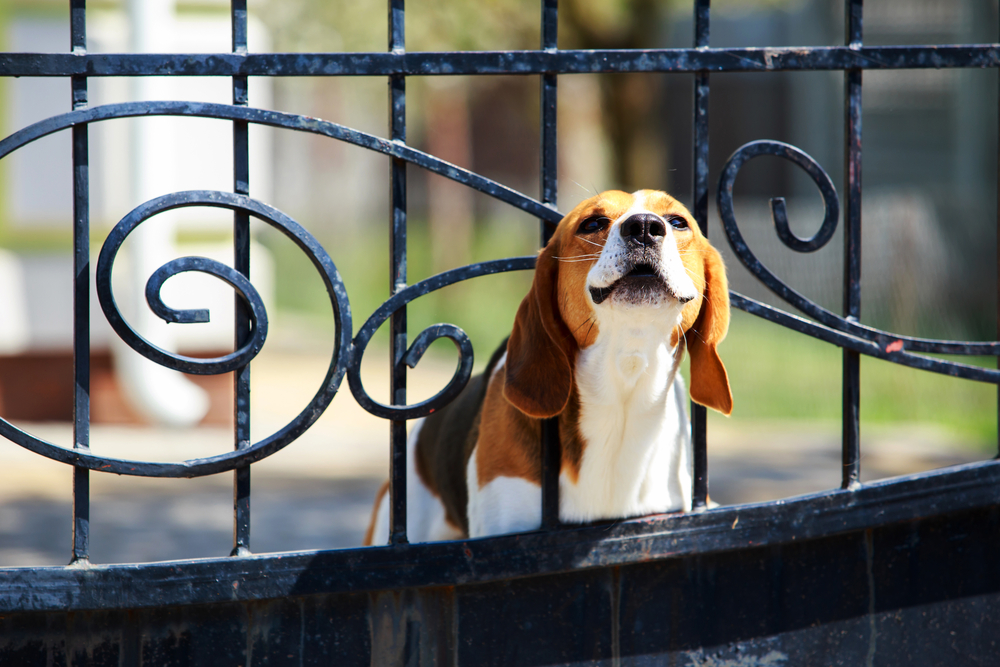 Top FamilyFriendly Guard Dogs For Home Protection