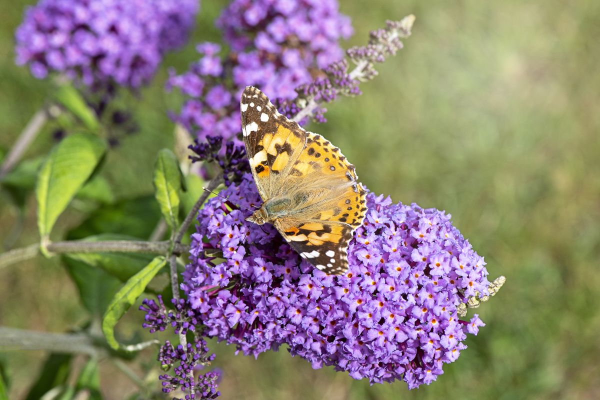 These Perennial Flowers Pop Up Every Blooming Season