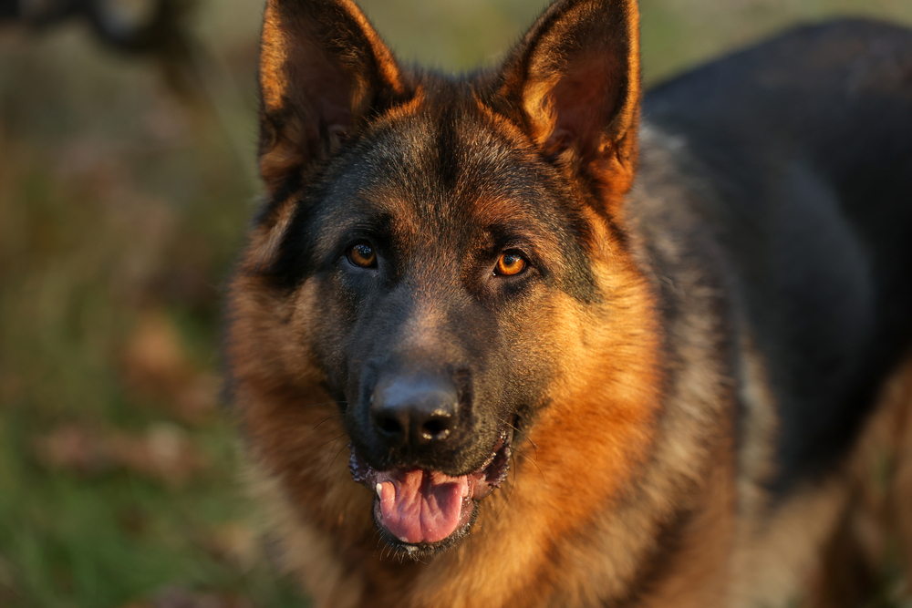 Top Family-Friendly Guard Dogs For Home Protection