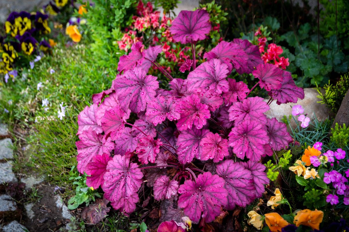 These Perennial Flowers Pop Up Every Blooming Season