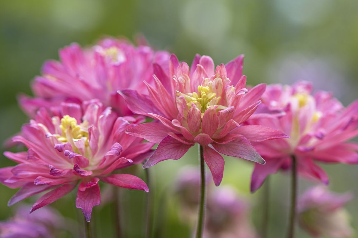 These Perennial Flowers Pop Up Every Blooming Season