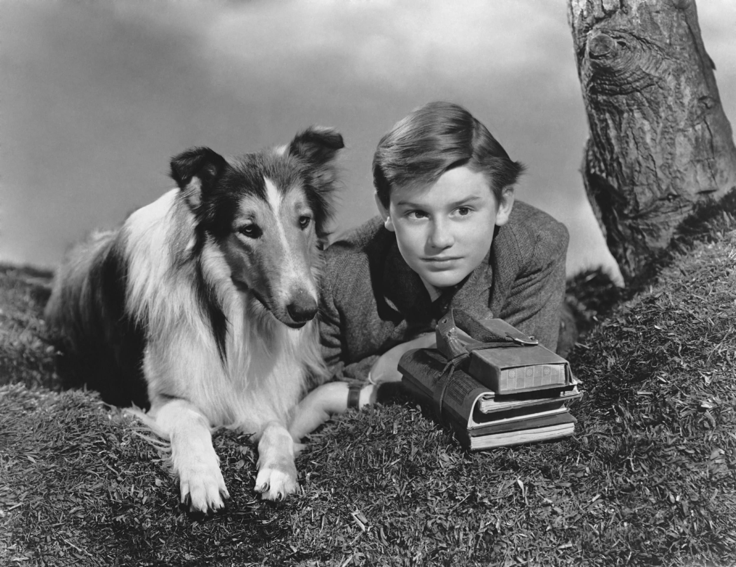 <p>Lassie has saved more people from fires, fast-moving rivers and other dangerous predicaments than we can count over the last seven or eight decades, but it all started with 1943’s wildly successful “Lassie Come Home.” The MGM film starred Roddy McDowall, Donald Crisp, Elsa Lanchester, Elizabeth Taylor and a dog named Pal as Lassie. Pal was actually a male collie, but he was nevertheless cast as Lassie because sexism was alive and well back in the ‘40s. (Just kidding; the decision reportedly came about because female collies tend to shed more in the summer months, when outdoor filming usually took place.)</p><p><a href='https://www.msn.com/en-us/community/channel/vid-cj9pqbr0vn9in2b6ddcd8sfgpfq6x6utp44fssrv6mc2gtybw0us'>Follow us on MSN to see more of our exclusive entertainment content.</a></p>