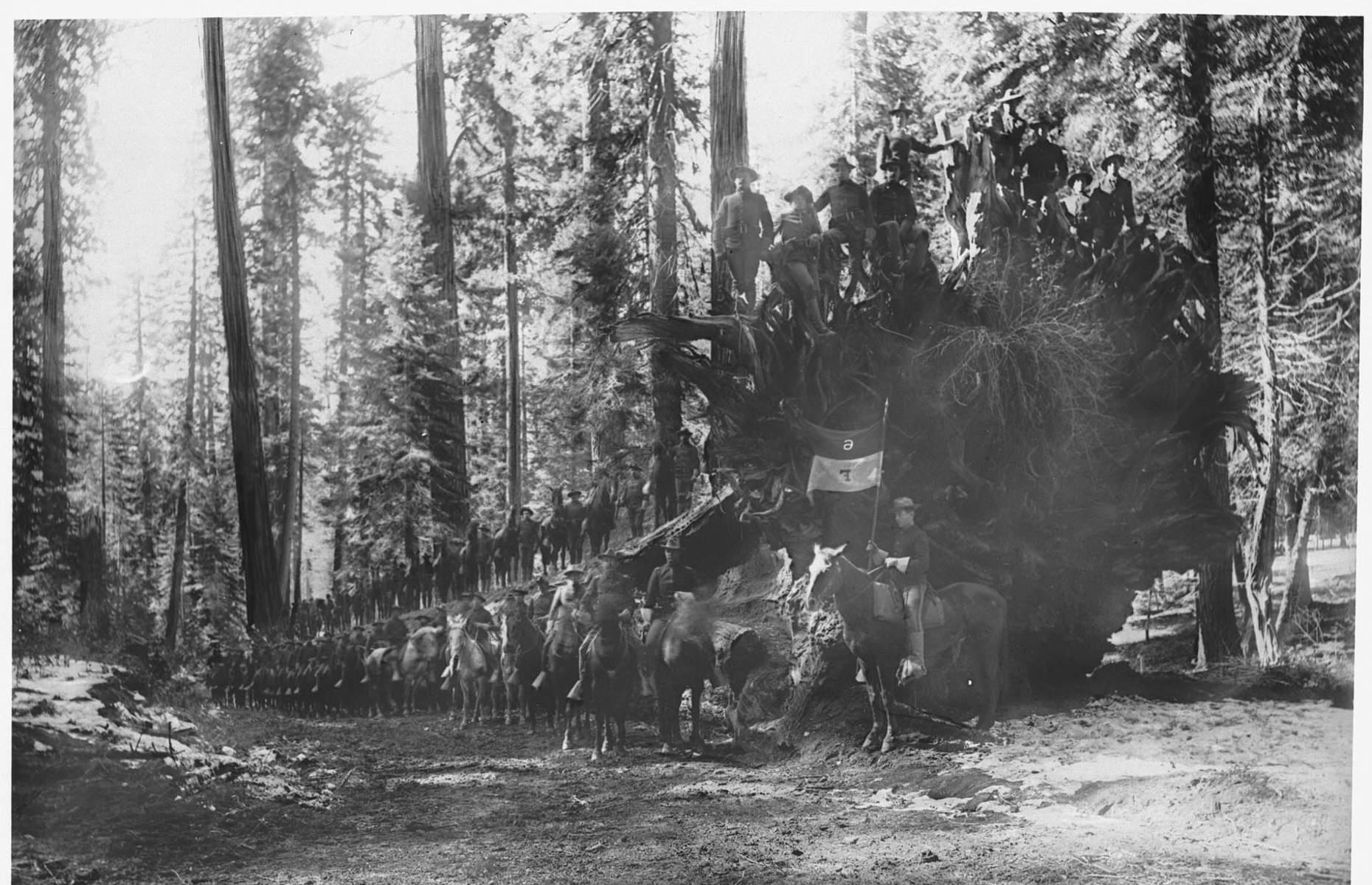 <p>This famous image from 1899 shows around 40 members from Troop F of the US 6th Cavalry posing with their trusted steeds in Yosemite National Park. The tree they surround is the Fallen Monarch, believed to have been toppled some 300 years ago; it still lies in Mariposa Grove today and can be seen along the Big Trees Loop trail. Federal troops such as these helped police trespassing, livestock grazing and clear-cutting in Yosemite between 1891 and 1913. In 1918, Clare Marie Hodges became the first female ranger to serve at the park.</p>