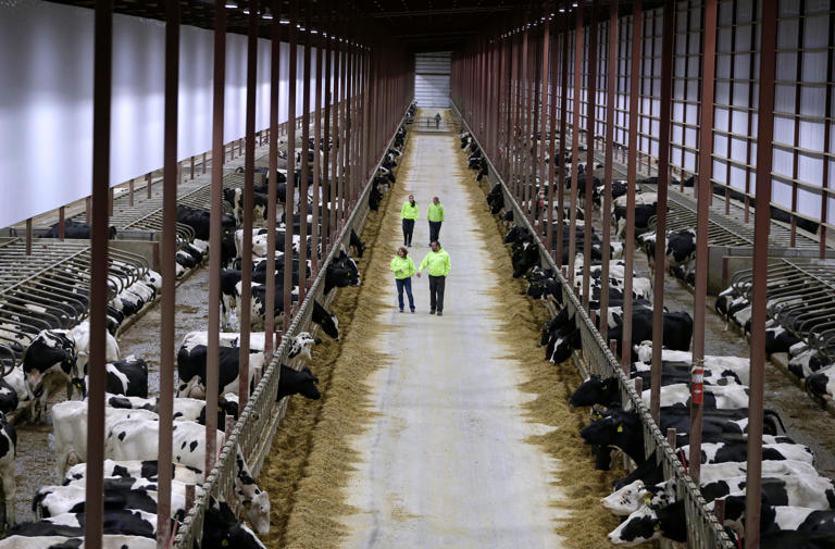 Judge upholds clean water regulations for factory farms in challenge ...