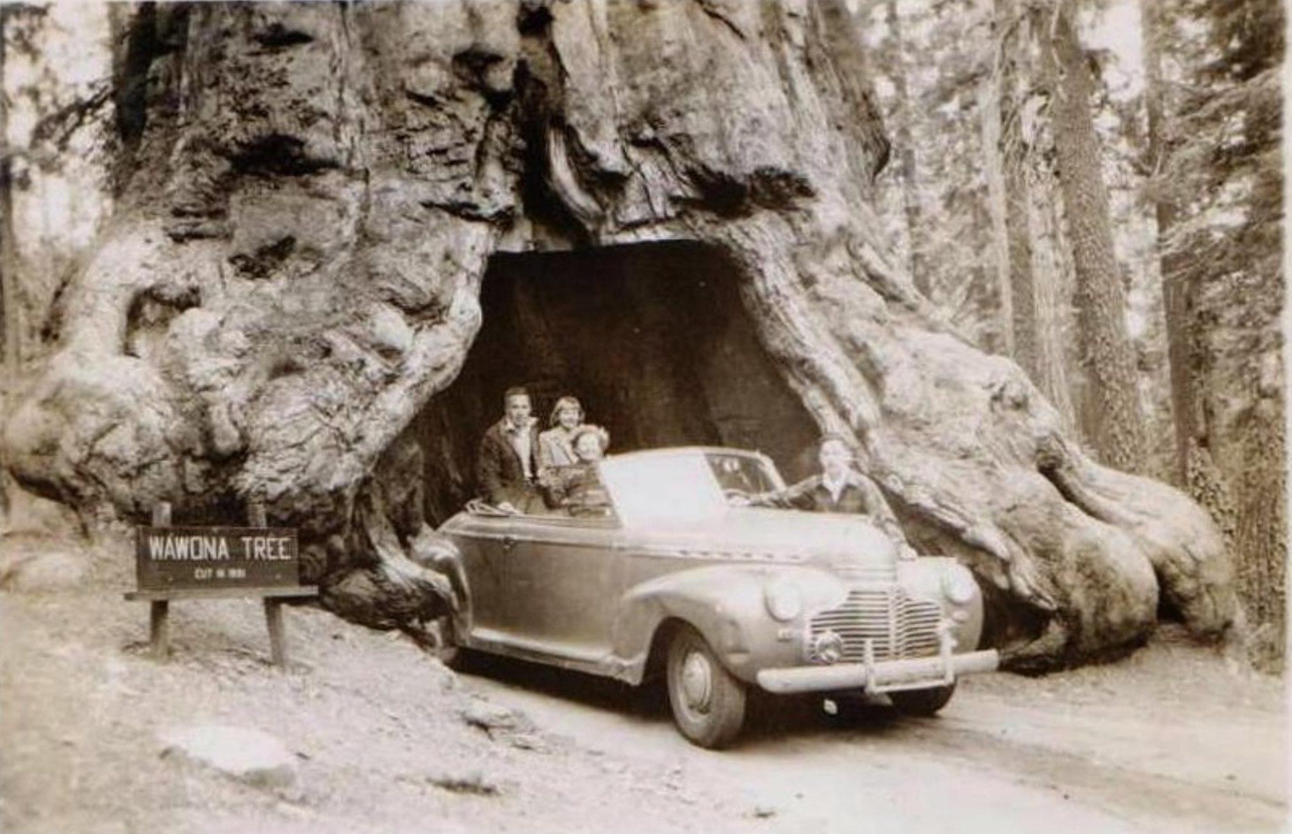 <p>Through the 1960s Yosemite felt the weight of its reputation as an increasingly sought-after tourist destination. Eighty-eight years after a tunnel was cut through its trunk as a visitor attraction and photo opportunity, the Wawona Tree (pictured here in 1946) fell during the winter of 1968-69. The national park was also a known gathering place for nature-loving, free-spirited Californians, with one newspaper at the time claiming there were "more hippies than bears" in Yosemite. </p>