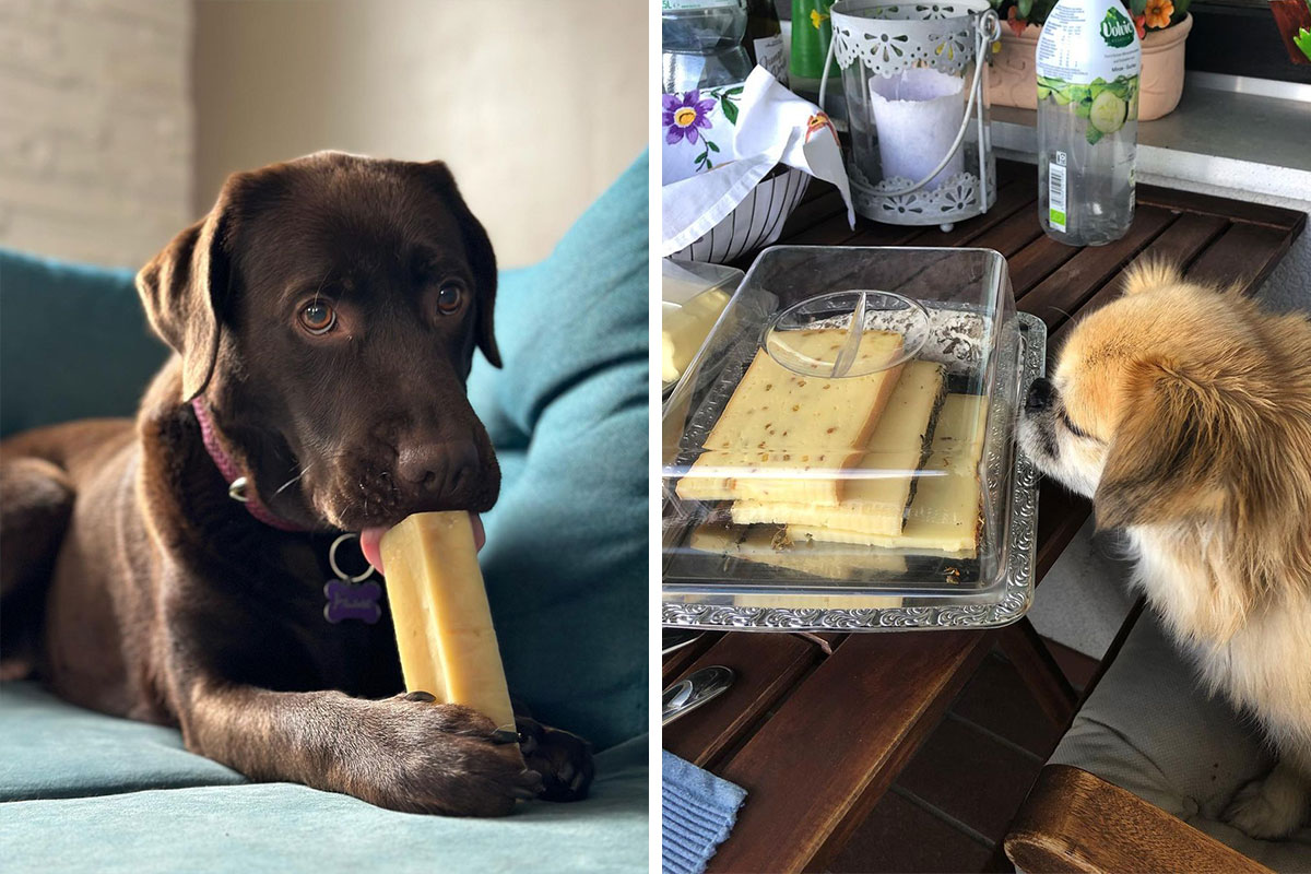 Can Dogs Eat Cheese? The Types Of Cheese To Feed Your Dog And What To Avoid