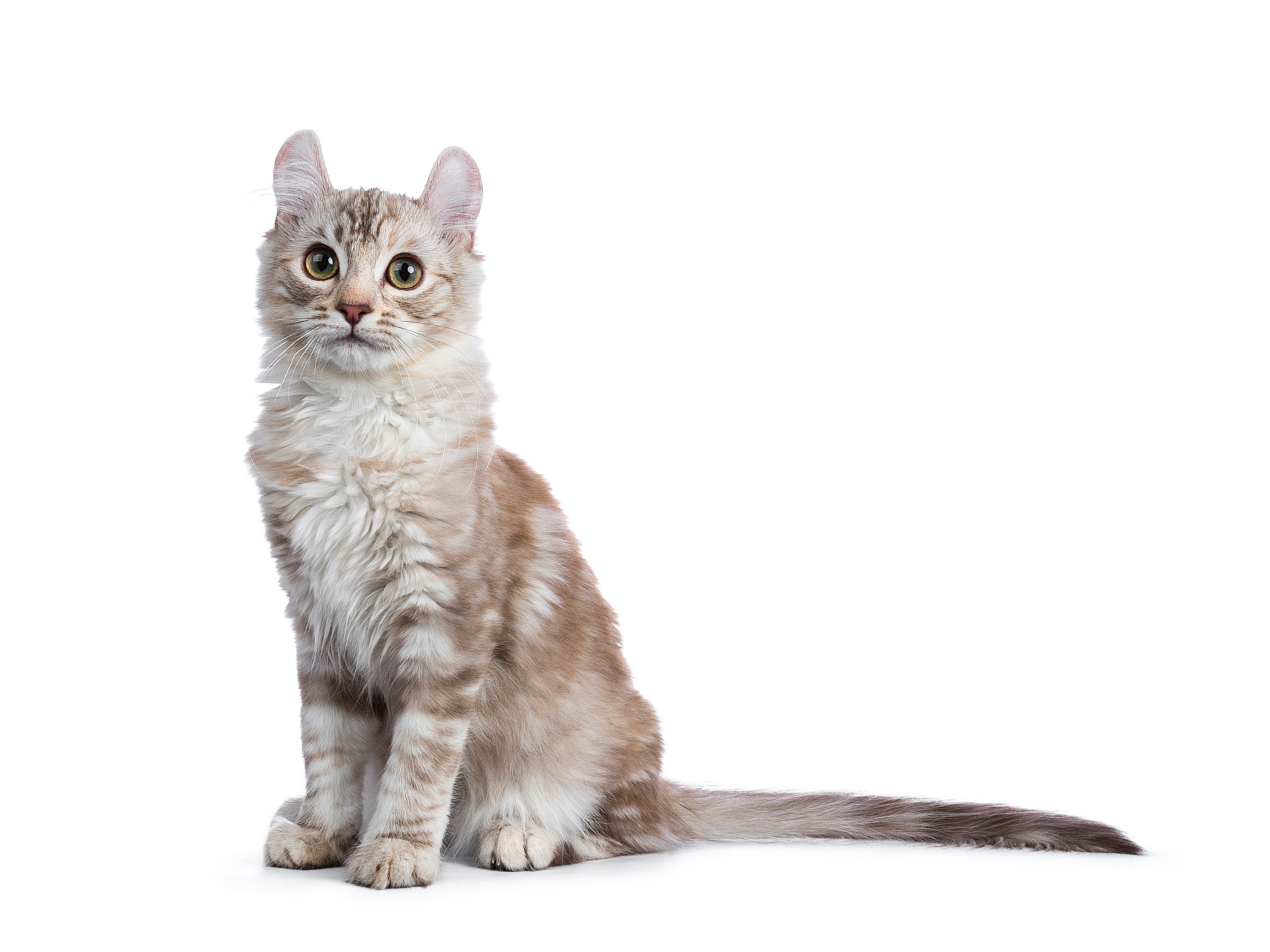 The world's most expensive cat breeds