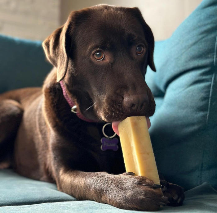 Can Dogs Eat Cheese? The Types of Cheese to Feed Your Dog and What to Avoid