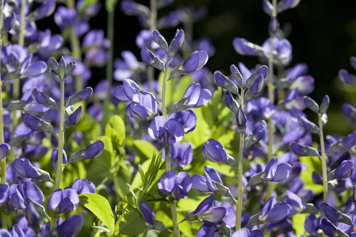 These Perennial Flowers Pop Up Every Blooming Season