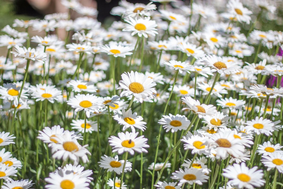 These Perennial Flowers Pop Up Every Blooming Season