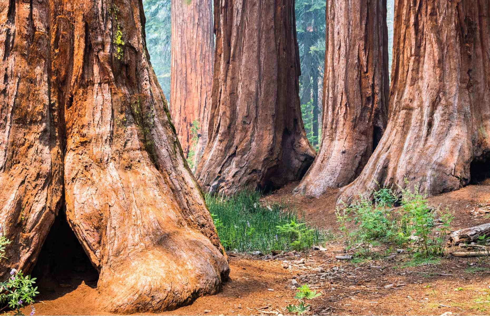 <p>In the years that followed, continued commercial exploitation as a result of mining, animal grazing and tourism gradually devastated the Yosemite Valley ecosystem. In 1864 a group of conservationists convinced President Abraham Lincoln to declare the valley, together with the Mariposa Grove of giant sequoias (pictured), a public trust of California. This was the first time in US history that the government acted to protect land for public enjoyment – meaning that Yosemite paved the way for the national park movement.</p>