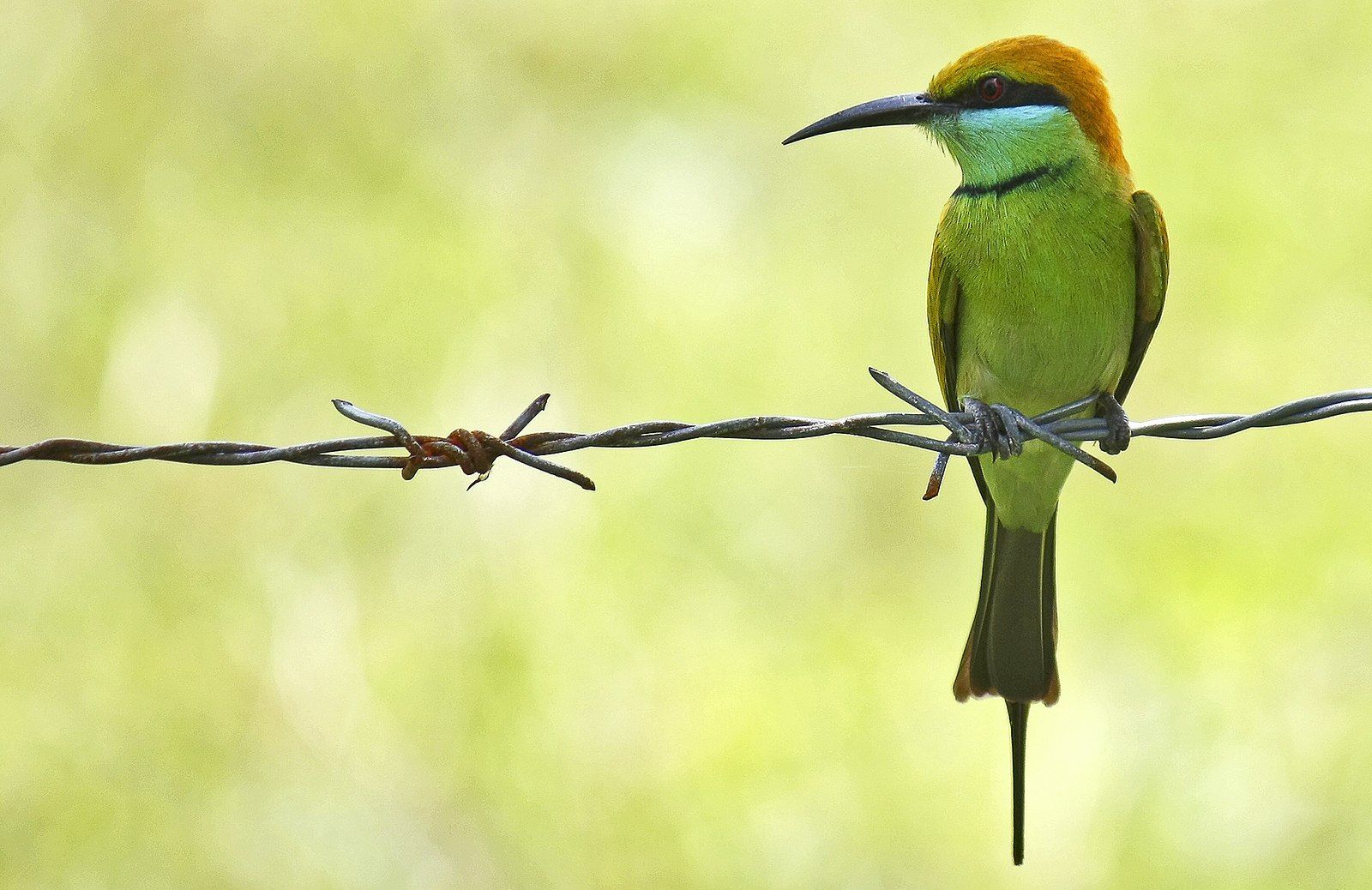 Bird brain? Here are the smartest bird species!