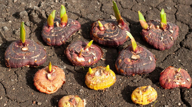 This Is The Perfect Time To Plant Gladiolus Bulbs In Your Garden