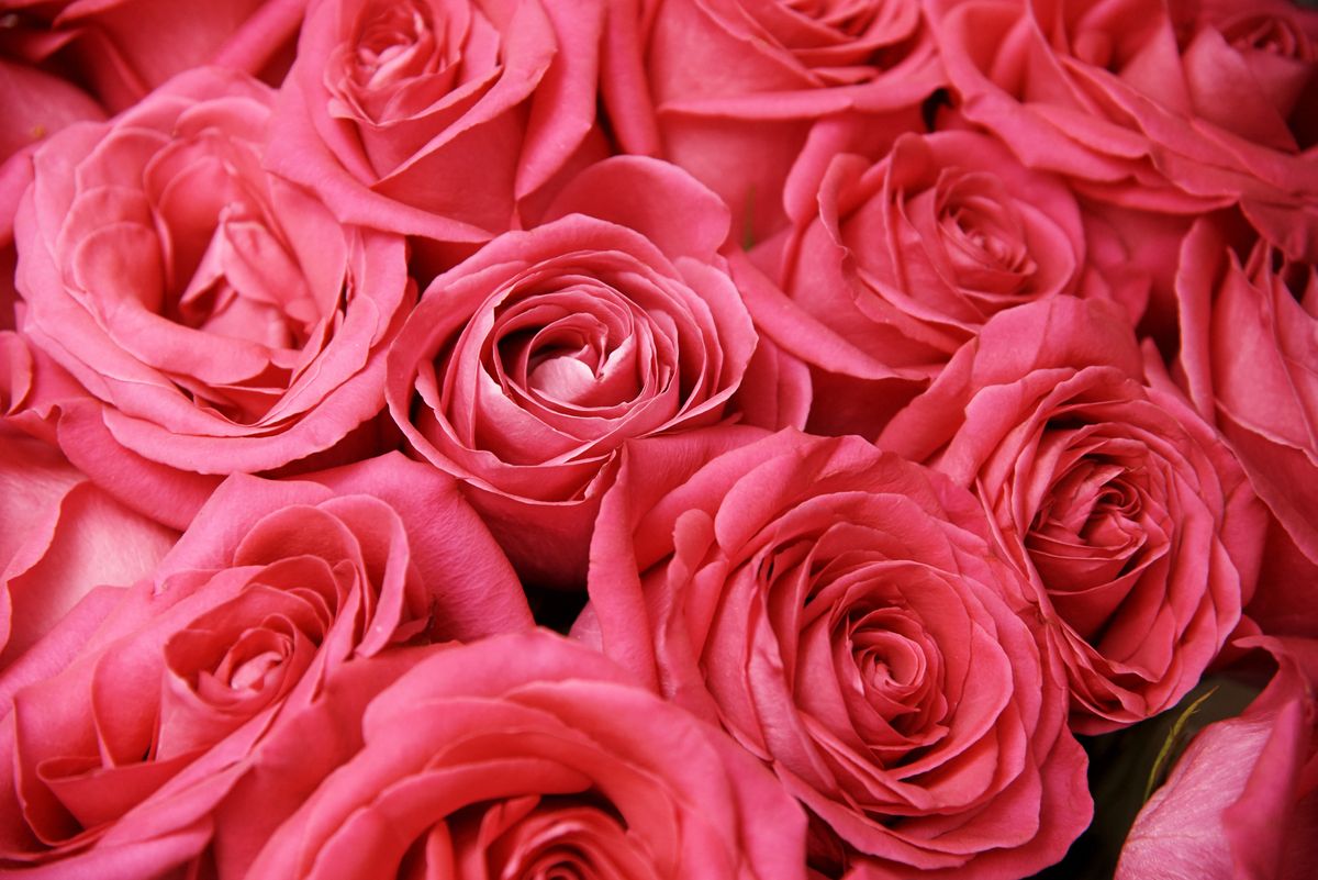 Did You Know That Rose Colors Have Different Meanings?