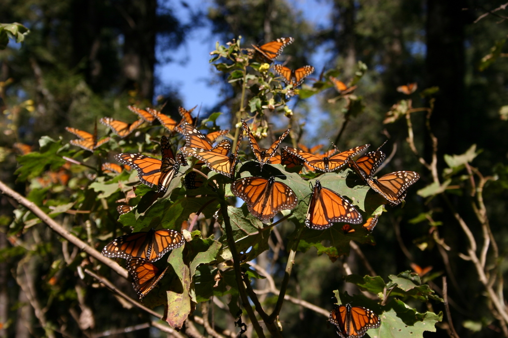 Group of Monarch Butterflies. By Scott Clark from Lexington KY, USA – ¡Mariposa Monarcha!, CC BY 2.0, https://commons.wikimedia.org/w/index.php?curid=29000794