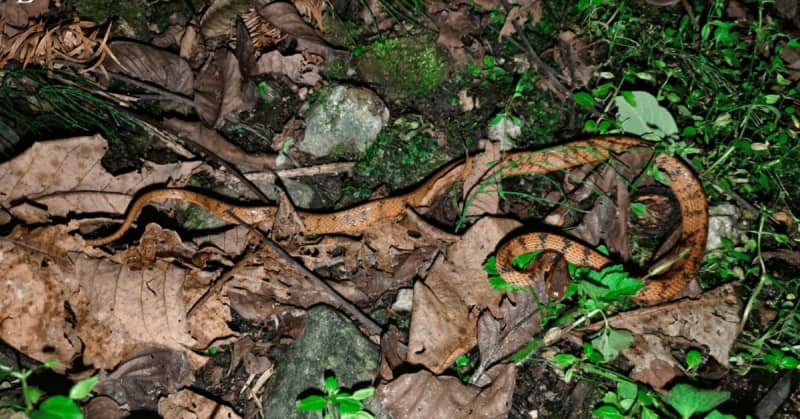 new snake species with red-yellow eyes discovered, feeds only on slugs and snails