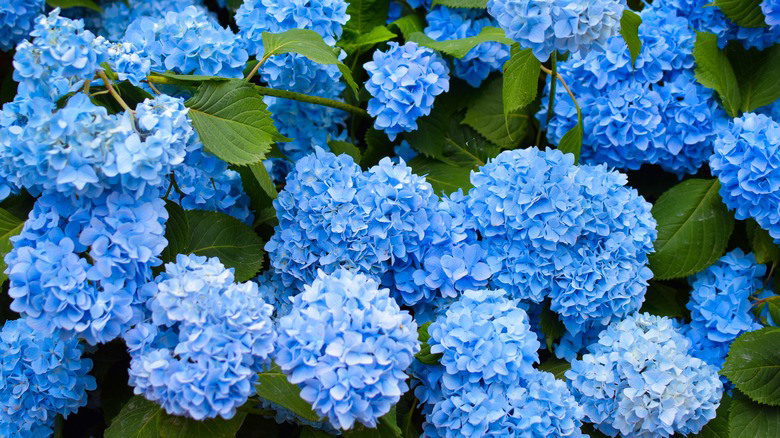 Our Gardening Expert Explains What A Dormant Hydrangea Really Looks ...