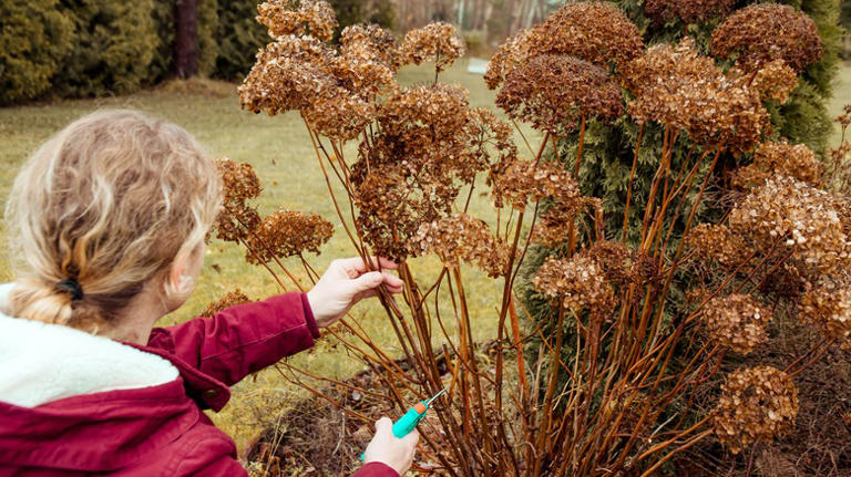 Our Gardening Expert Explains What A Dormant Hydrangea Really Looks ...