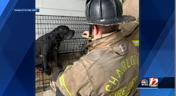 First responders save 2 dogs from a fire that broke out at a home in ...