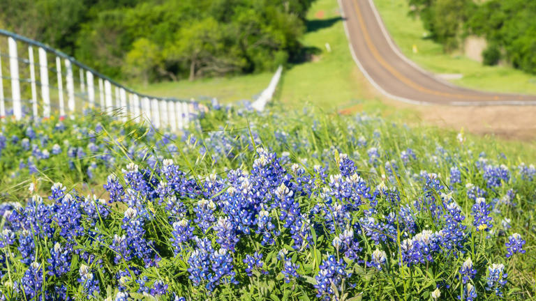 Texas Road Trip with Bluebonnets