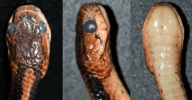 new snake species with red-yellow eyes discovered, feeds only on slugs and snails