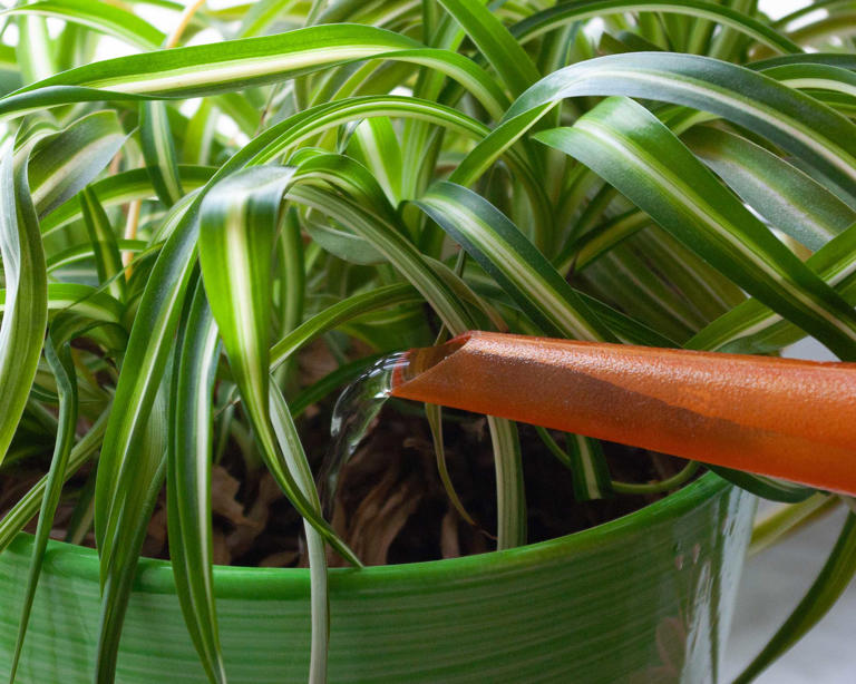 How To Care For A Spider Plant — 7 Essential Tips From Houseplant Experts