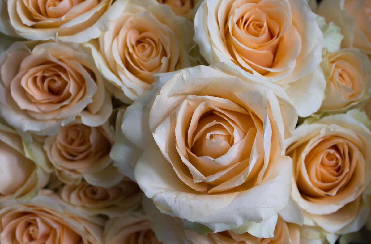 Did You Know That Rose Colors Have Different Meanings?