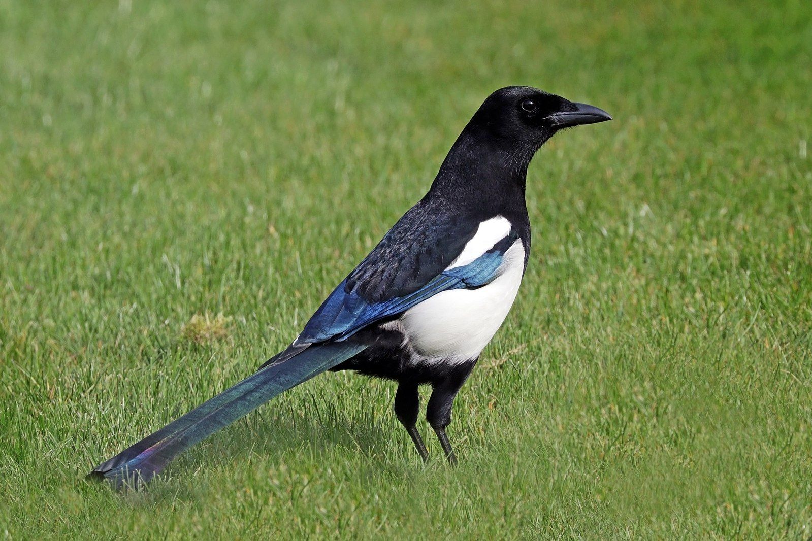 Bird Brain? Here Are The Smartest Bird Species!