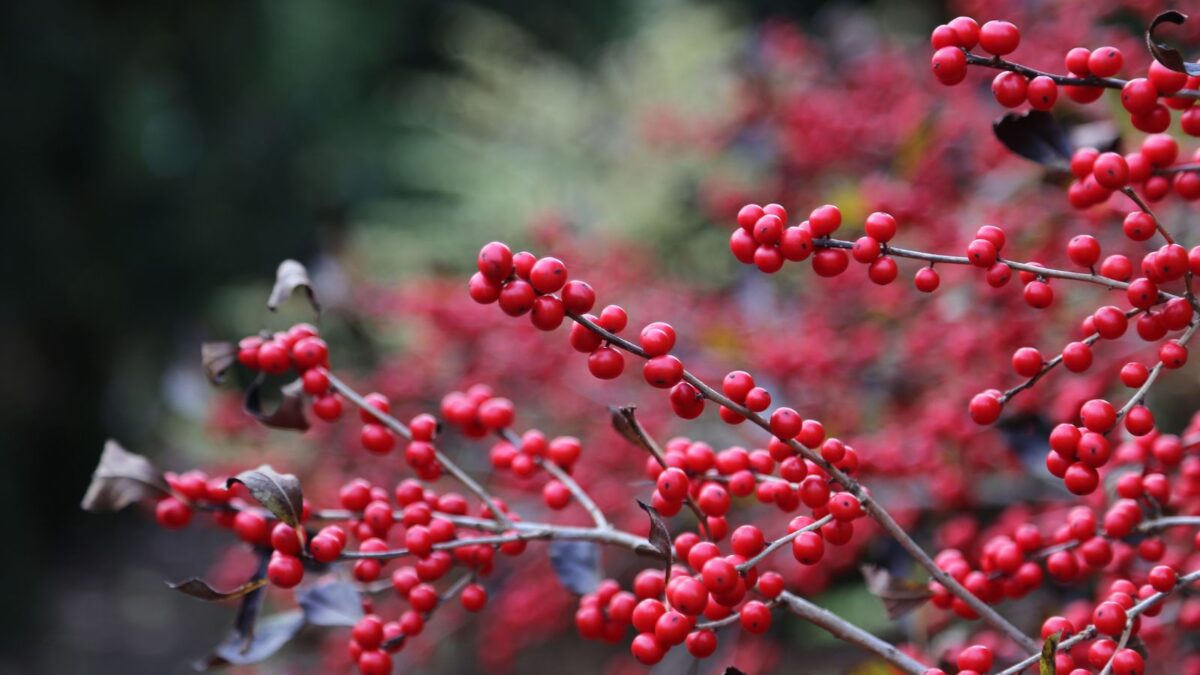 11 Perfect Companion Plants for Ornamental Grasses