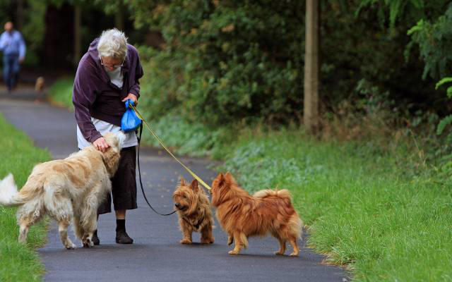 najlepsze rasy psów dla seniorów. te czworonogi będą idealne dla osób starszych. sprawdź naszą listę! 28.06.2024