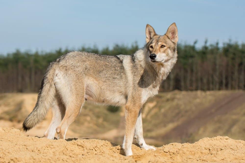 6 Dog Breeds That Look Like Coyotes But Are Good Pets