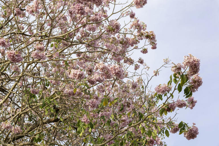 The prettiest pink flowering trees to plant if you want instant curb appeal