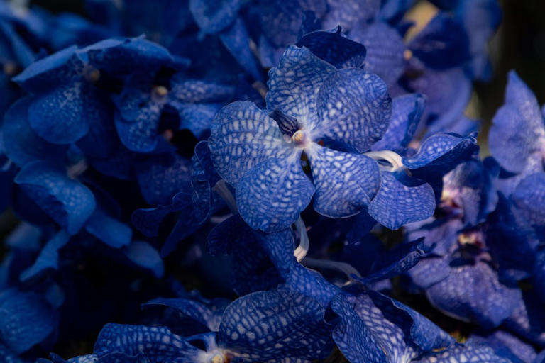 How To Care For A Blue Orchid Plant