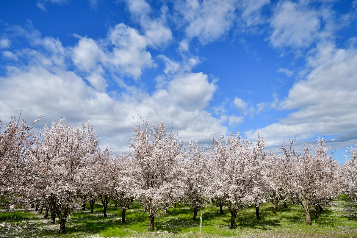 Every Garden Needs One Of These Pink Flowering Trees