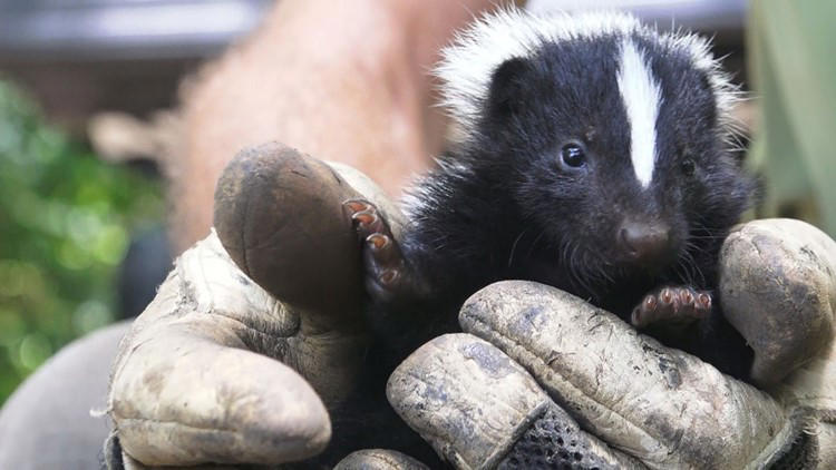 Skunk or gas leak? | Telling the difference between a smelly visitor ...