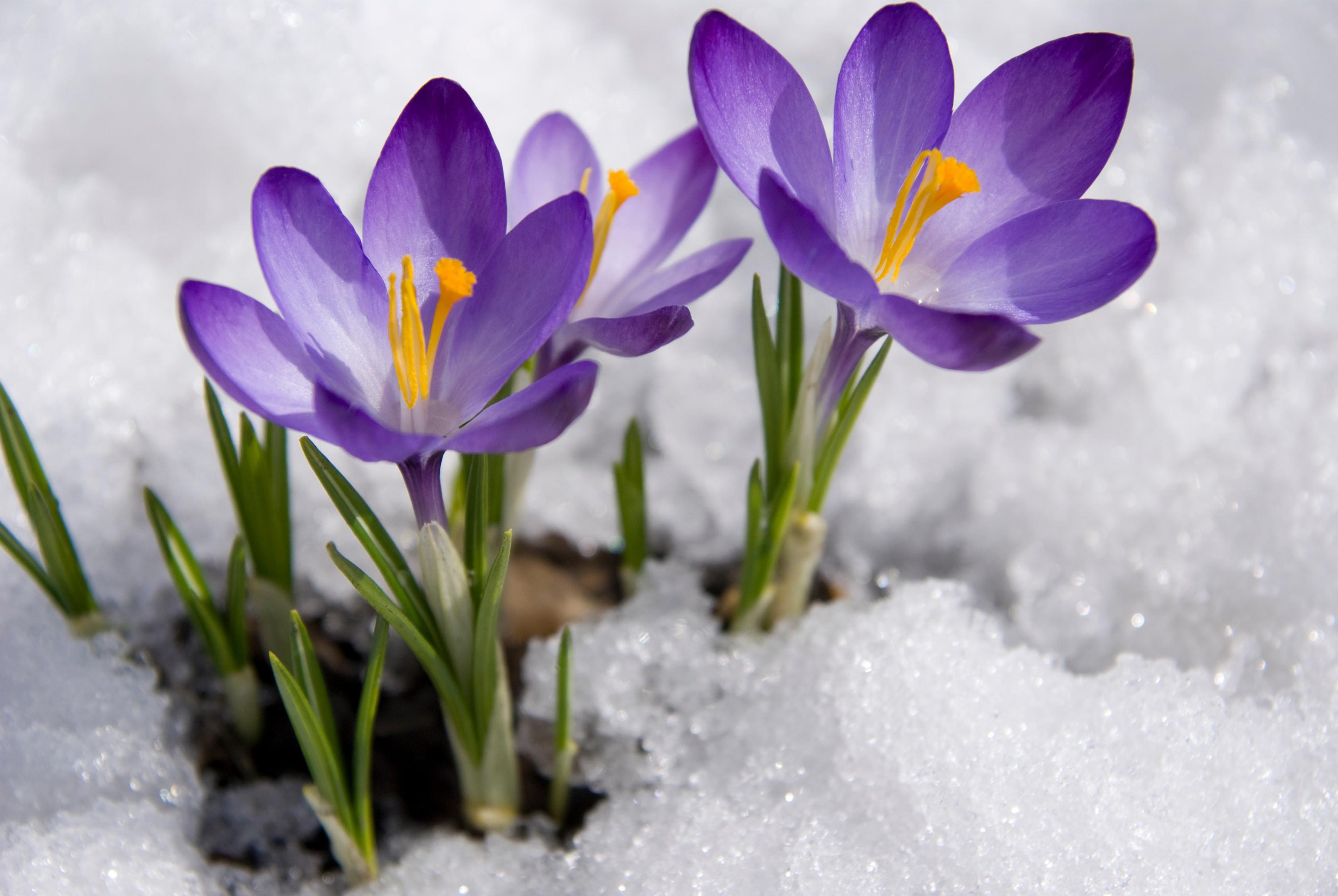 février : quelles sont les fleurs de saison ?