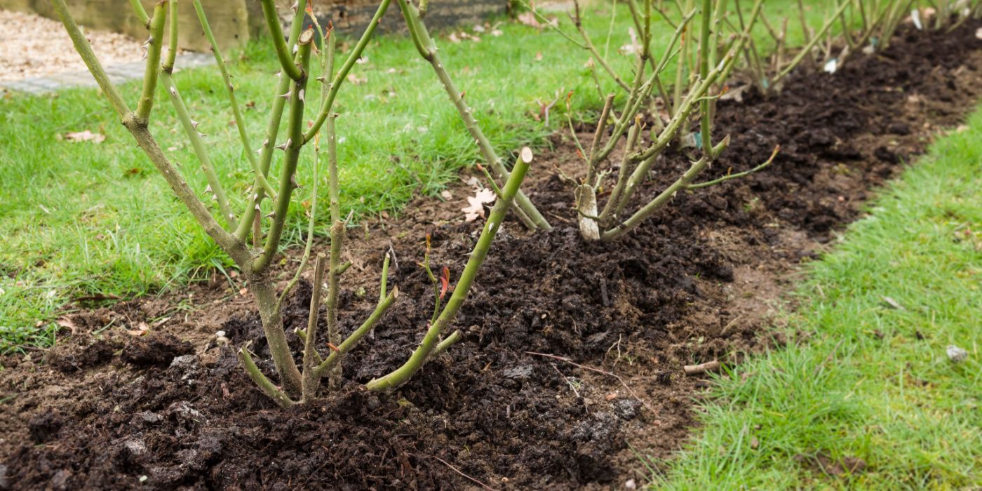 Why You Should Plant Bare-Root Roses This Winter