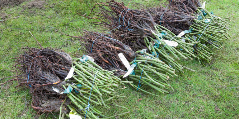 Tips for Planting and Caring for Bare Root Trees in the Southwest