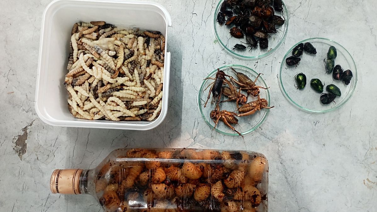 scientists are studying insect eating in arunachal. they want to put them on global plates